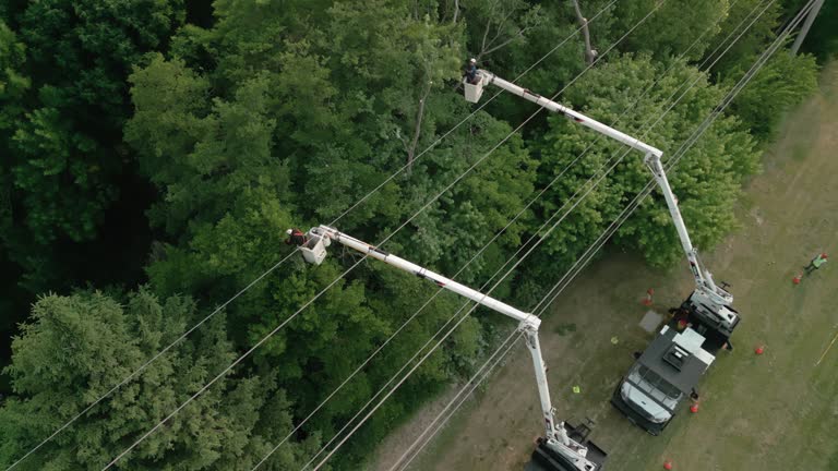 Best Emergency Tree Removal  in Bohemia, NY