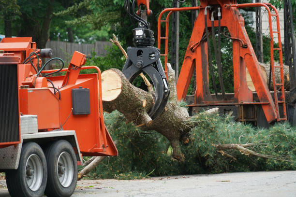 Best Commercial Tree Services  in Bohemia, NY